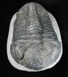 Large Drotops Trilobite #18571-3